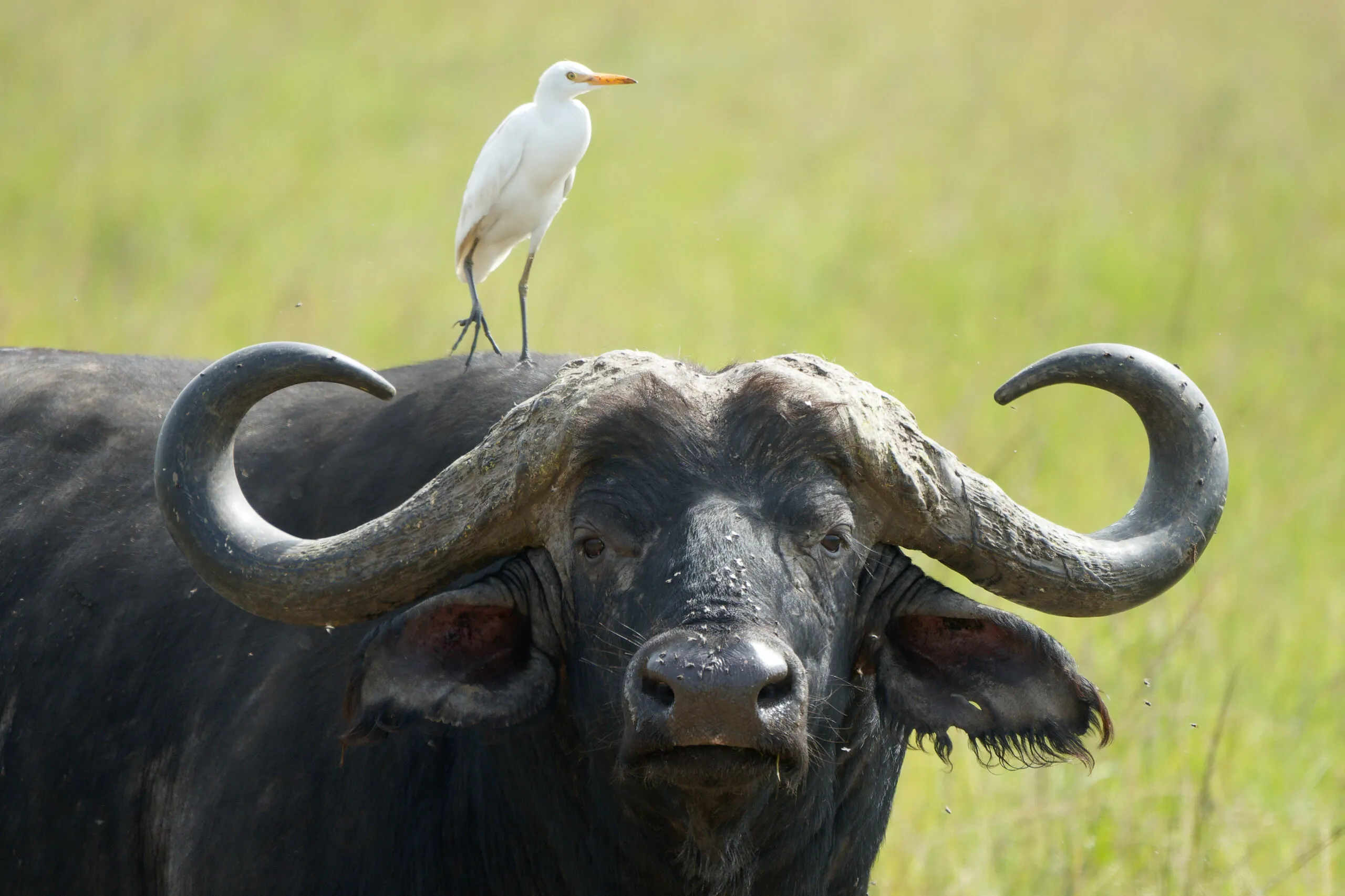 An egret perched atop a Cape buffalo on safari