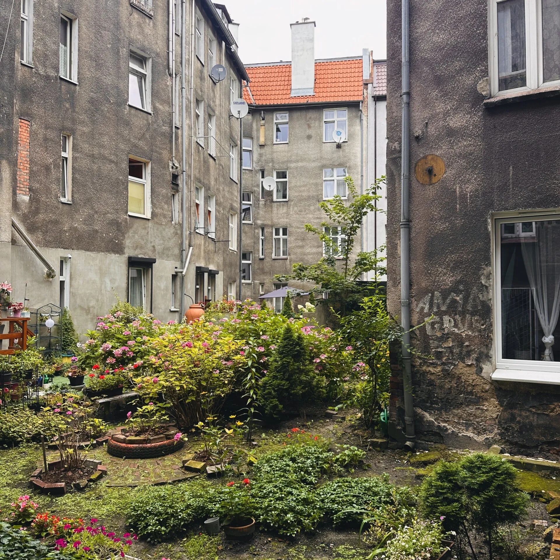 A tenement courtyard in Gdańsk, flowering shrubs and potted plants filling the garden between weathered grey blocks